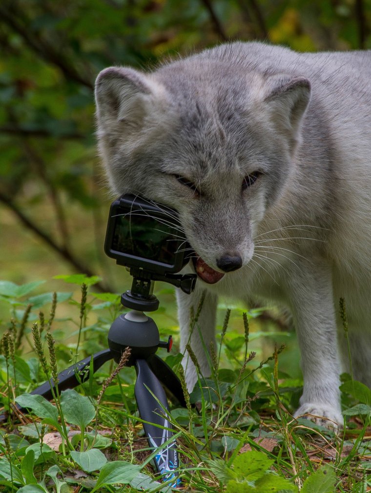 Финский песец зверь