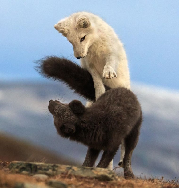 Песец с потомством