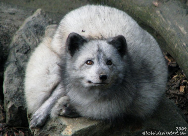 Полный писец