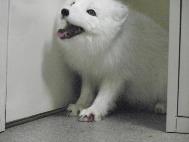 Он ещё в пути песец