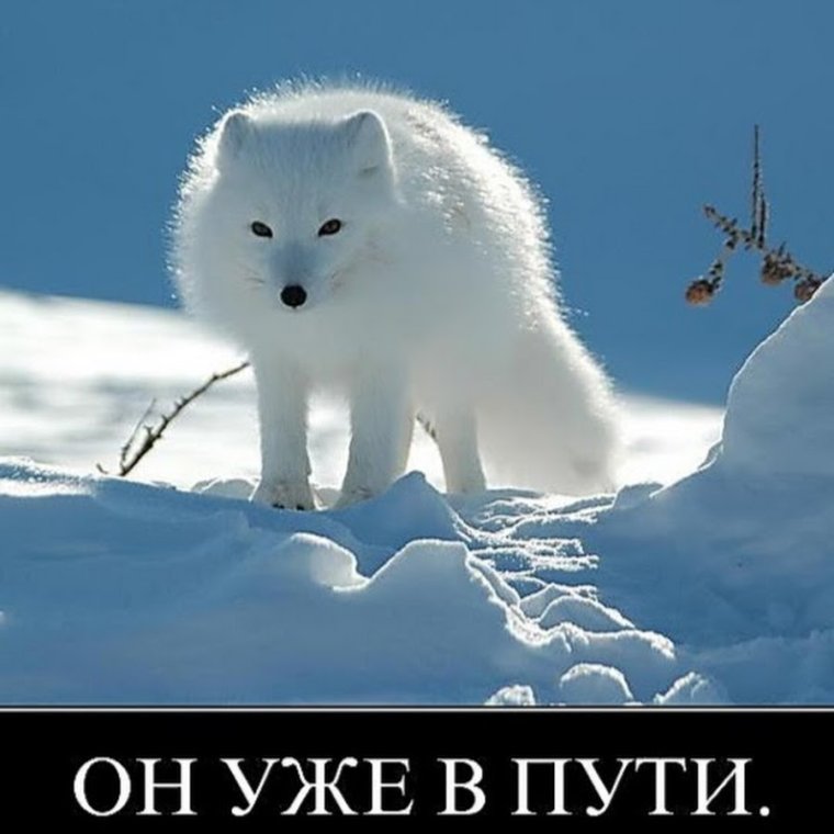 Писец смешной