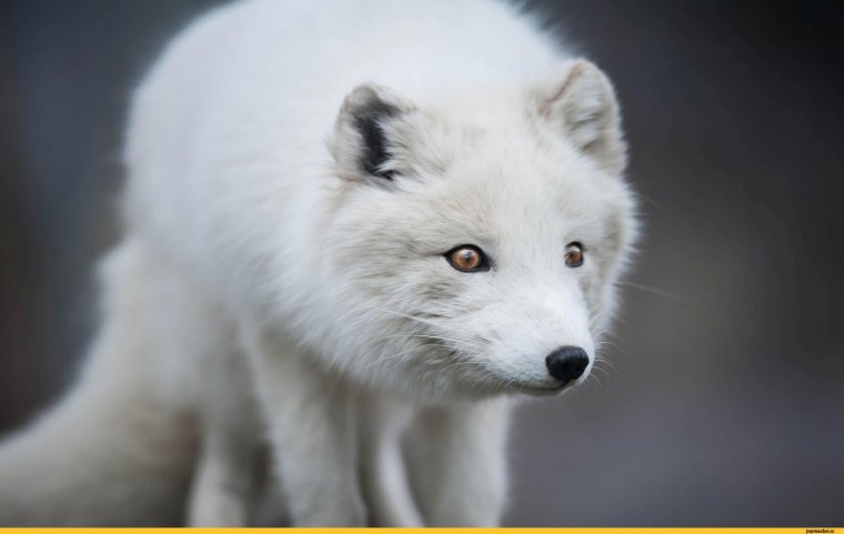 Песец Якутии