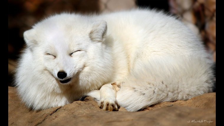 Веселый песец