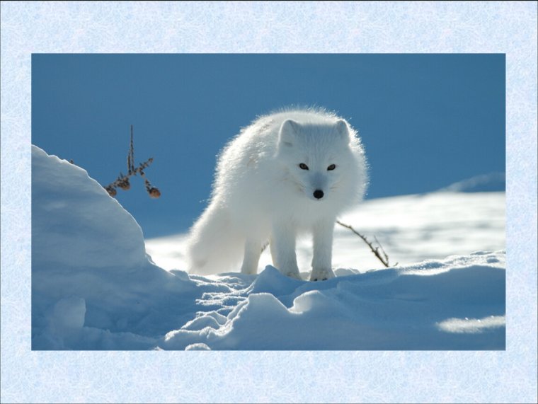 Полный песец.