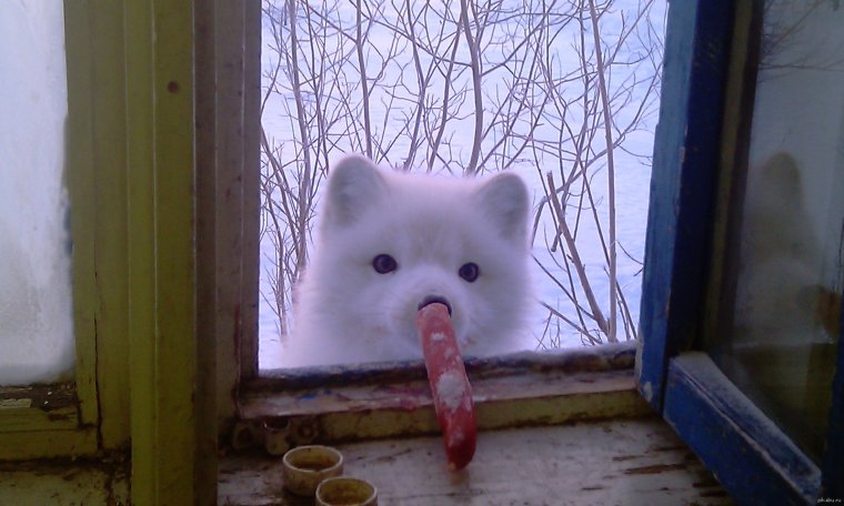 Песец смешные фото