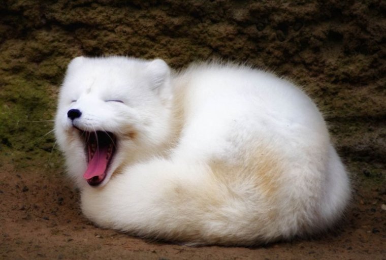 Песец малыш