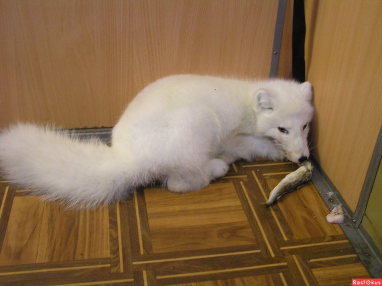 Песец пришел