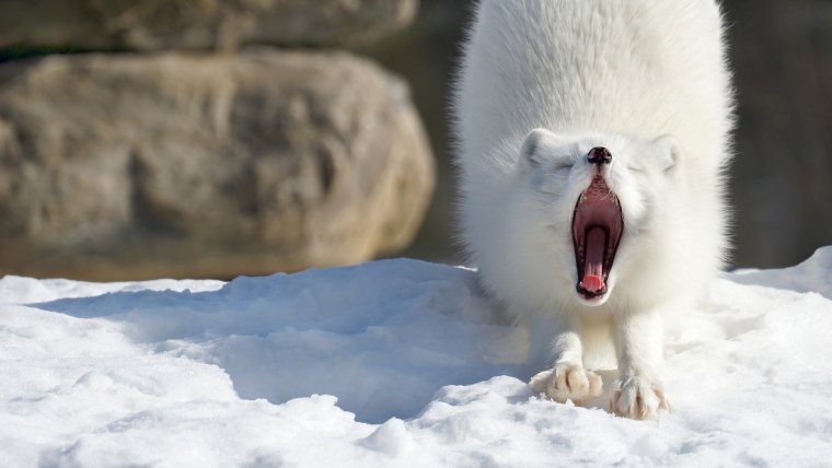 Горностай Арктический