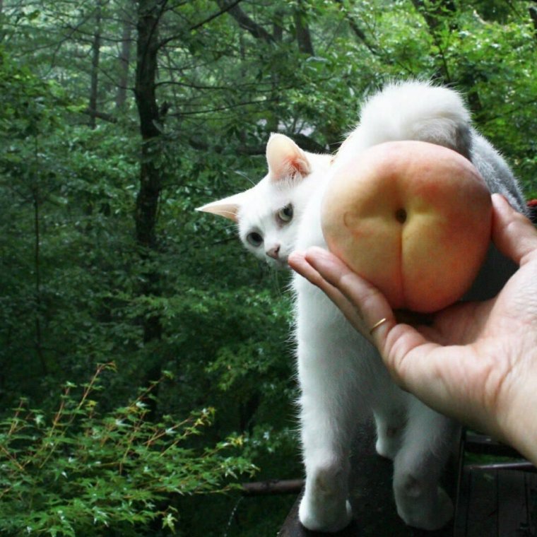 Кошка персик