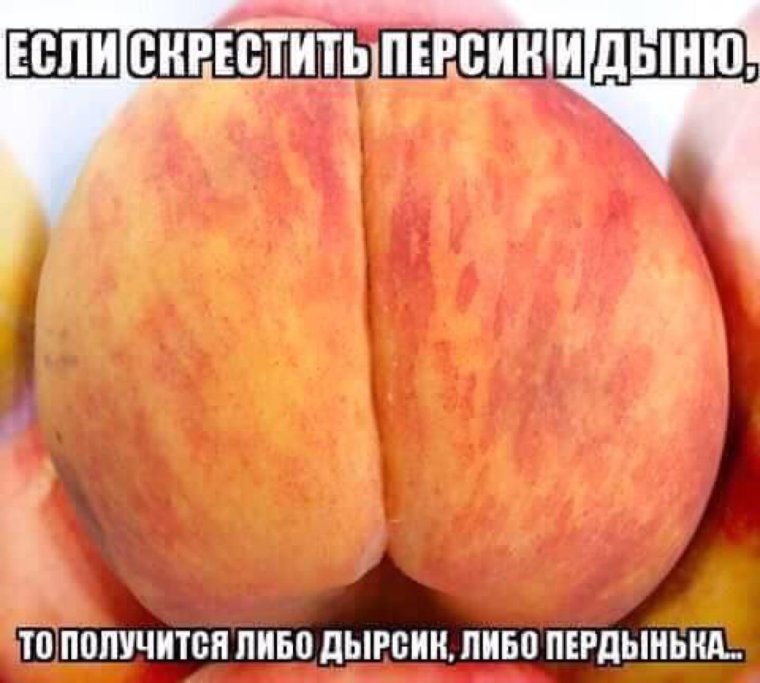 Смешное фото персика