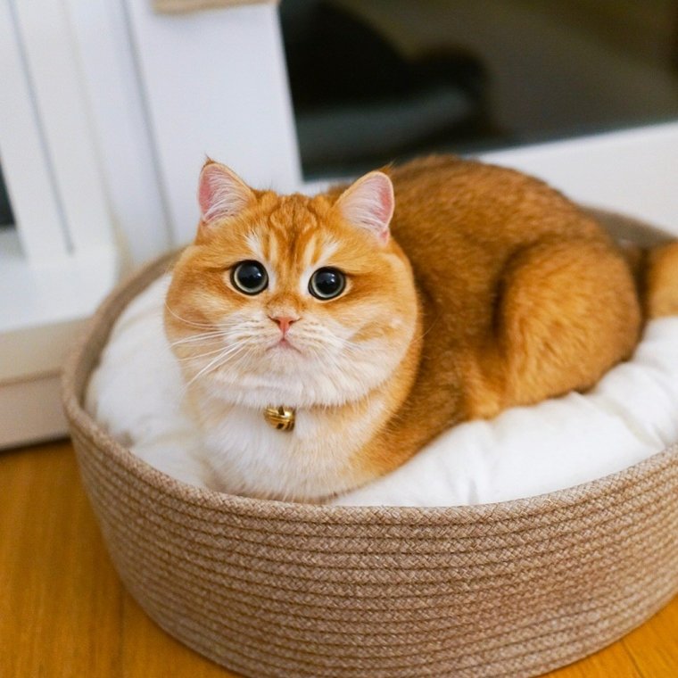 Персик и дыня пердыня