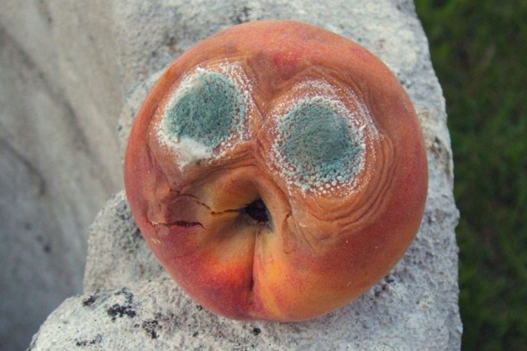 Сорт яблок адам и ева