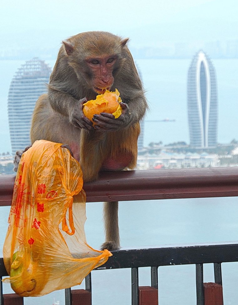 Огромный персик