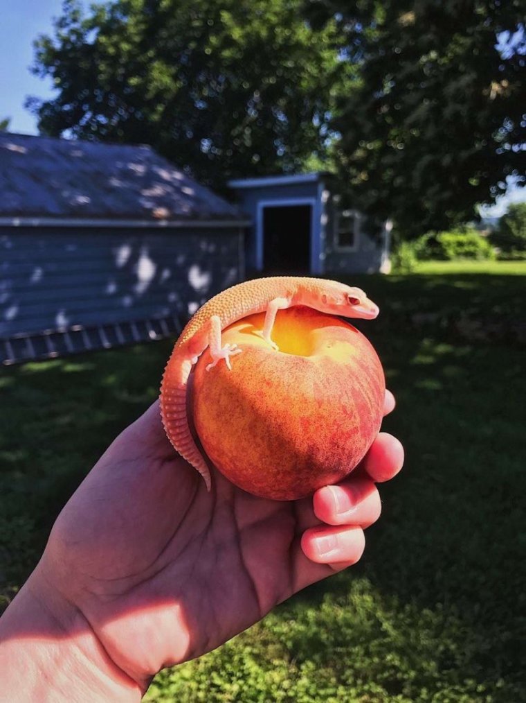 Смешной персик