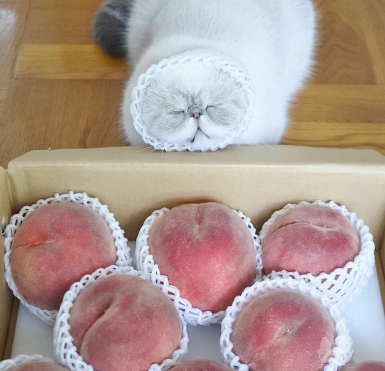 Животное персик