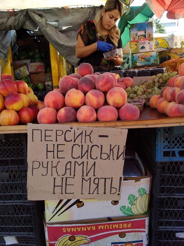 Порода кошки: сладкий персик