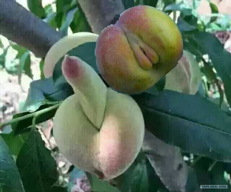 Сорт яблок адам и ева