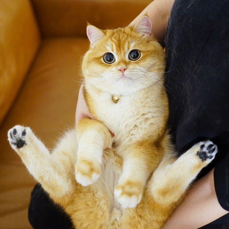 Абрикос Инжирный