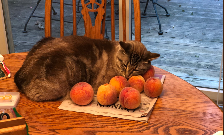 Апельсиновая кошка