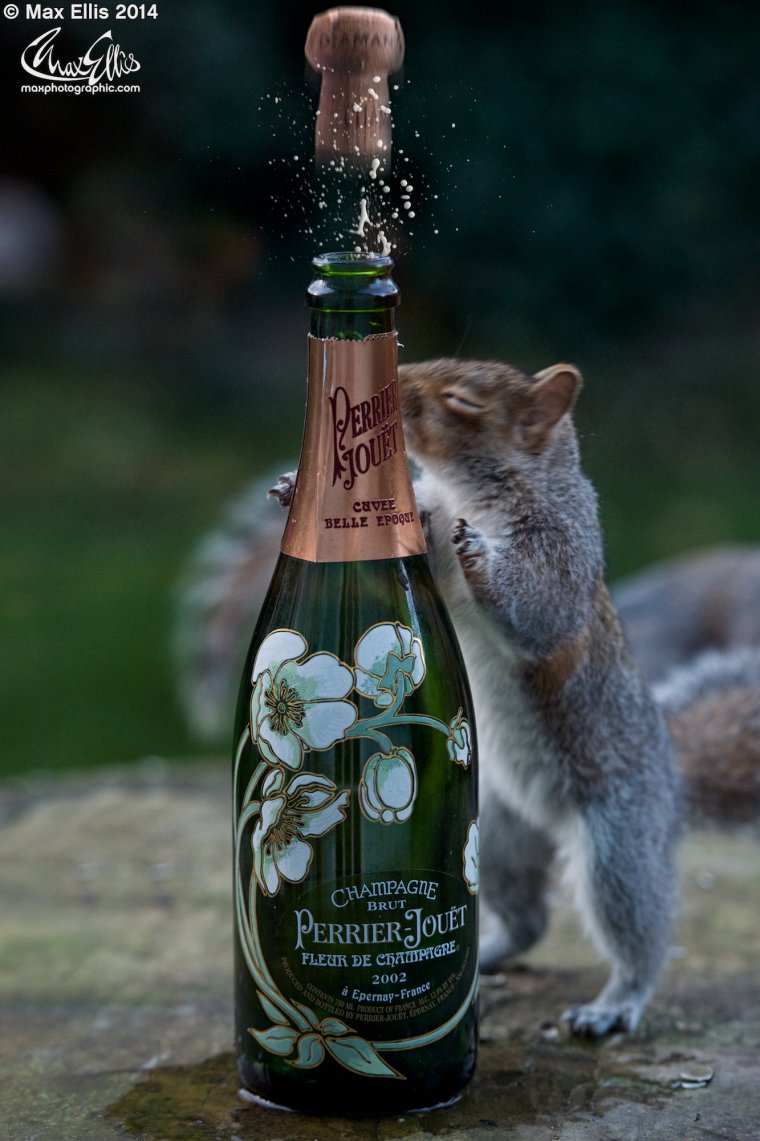 Белка и шампанское
