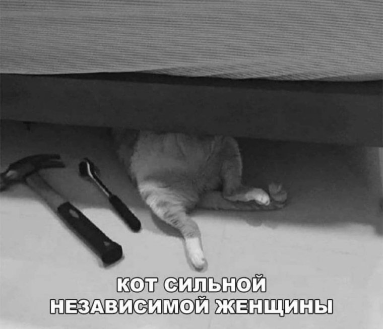 Независимая женщина и кот