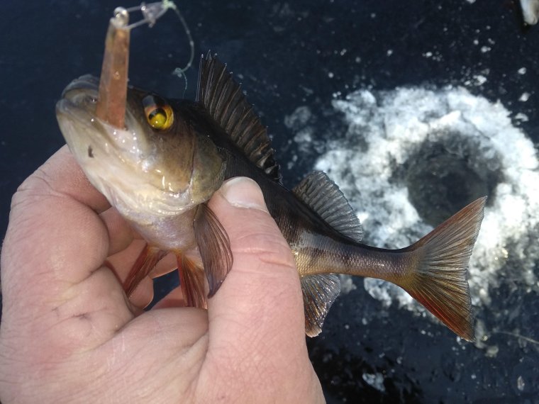 Окунь смешные картинки