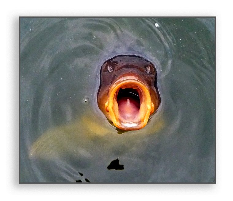 Рыба с открытым ртом