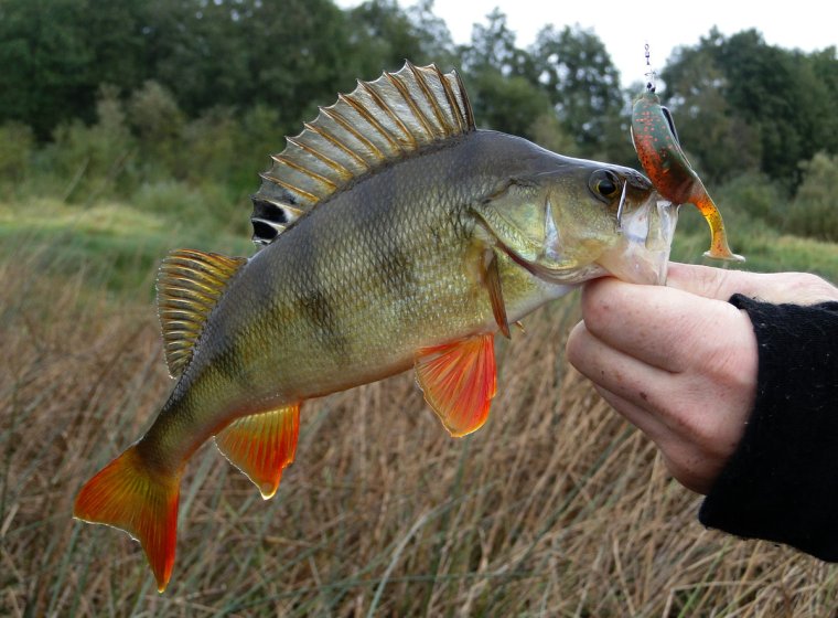 Ловля крупного окуня
