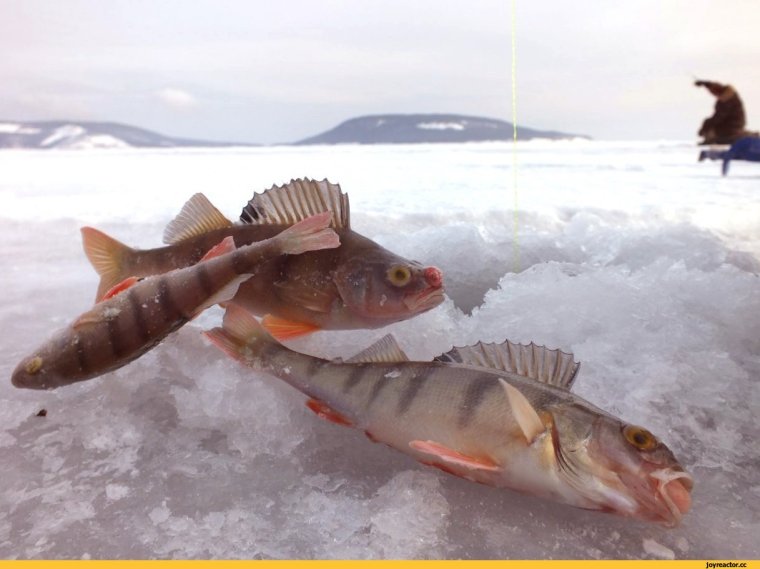 Картинка охуевший окунь