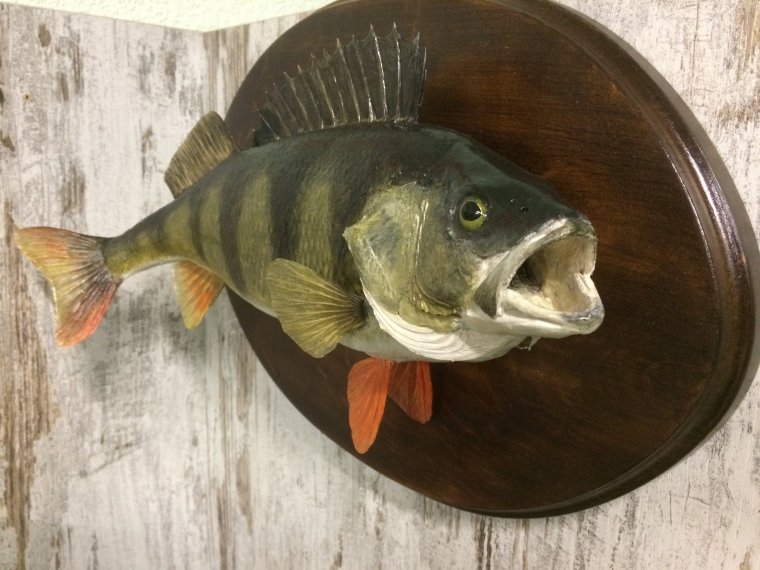 Черный окунь