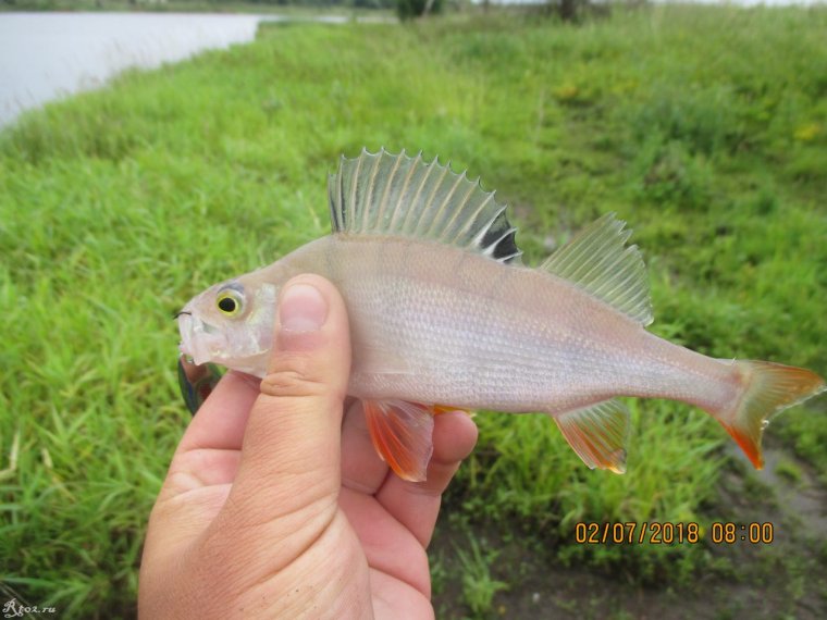 Веселый окунек