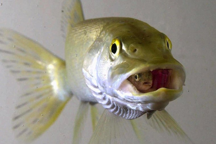 Рыба с маленьким ртом