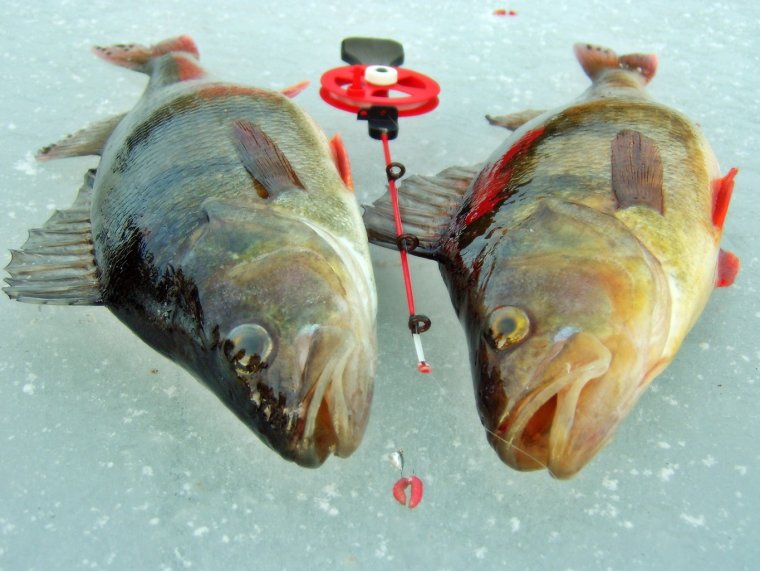 Рыбалка на окуня зимой