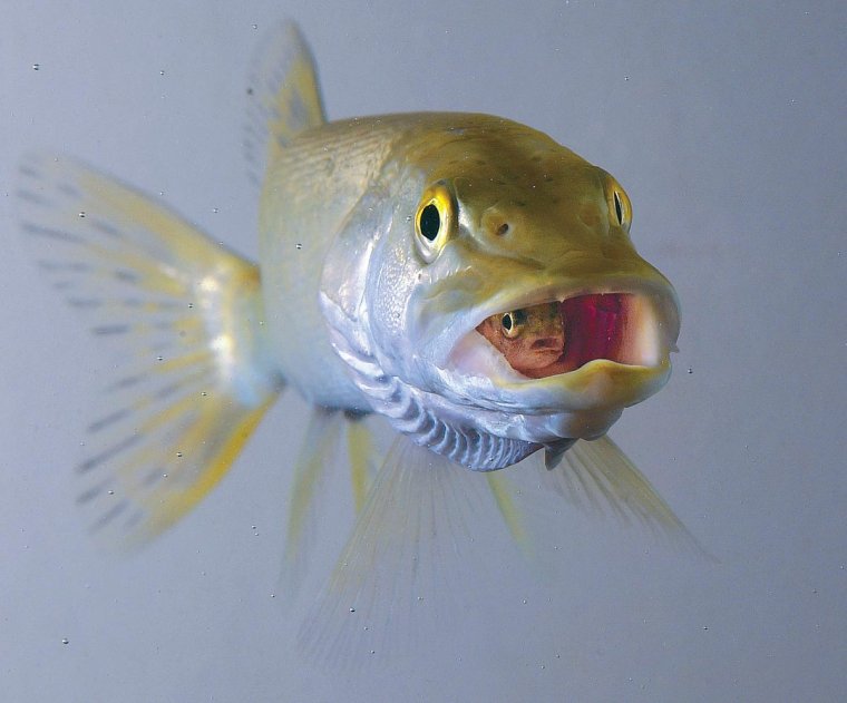 Рыбки мальки во рту