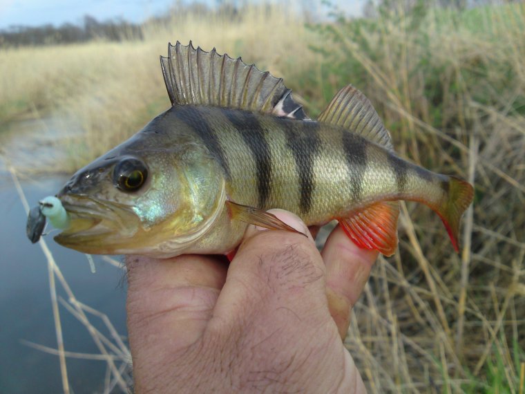 Апрельский окунь