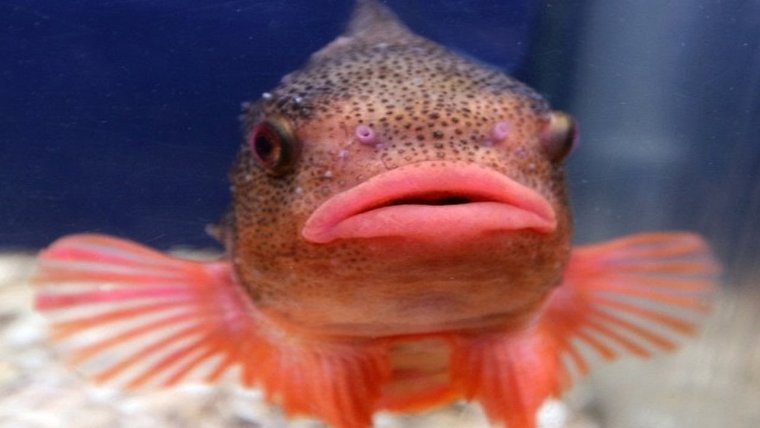 Рыбка губастик