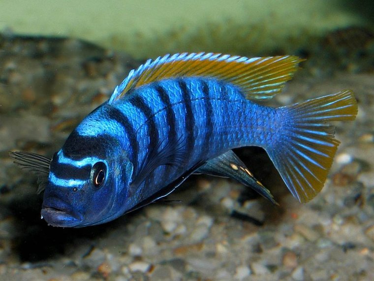 Малавийские цихлиды полосатые