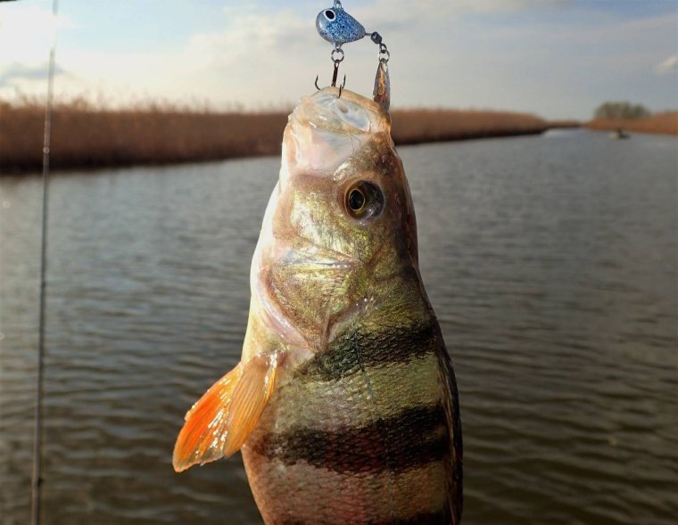 Окунь Астраханский