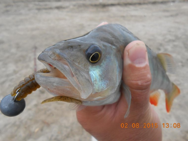 Веселый окунек