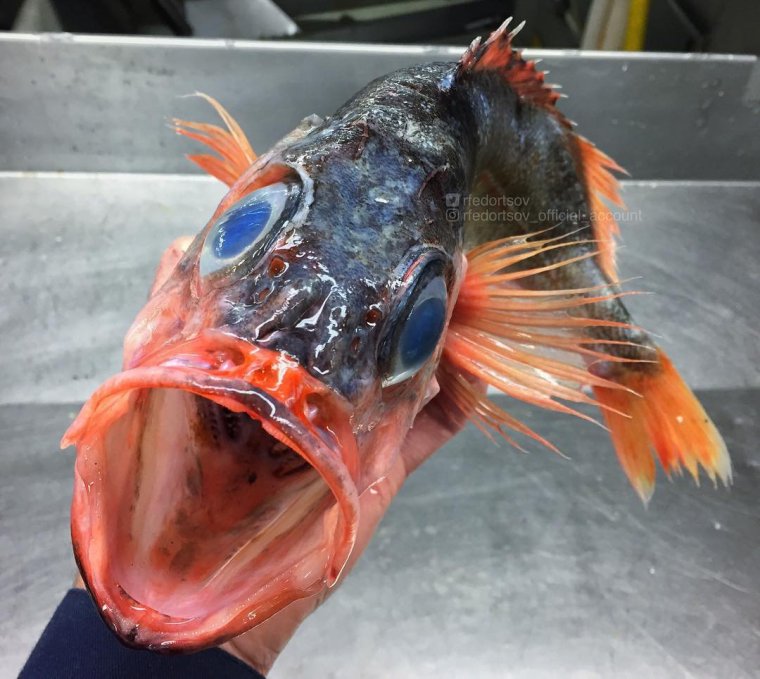 Роман Федорцов фото морских рыб