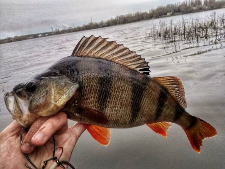 Окунь Горбач Речной