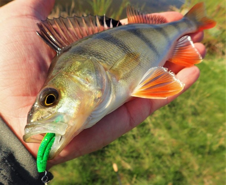 Балтийский окунь