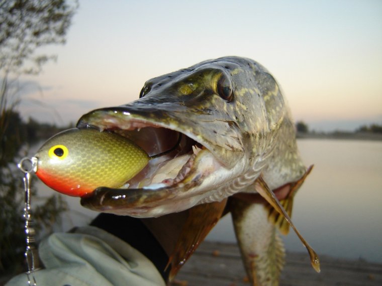 Ловля щуки на Хорватское яйцо