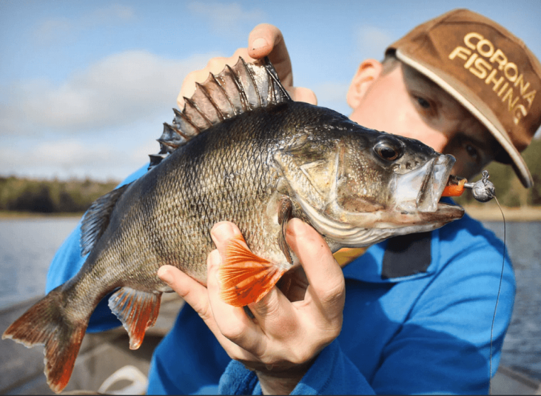 Большая рыба окунь