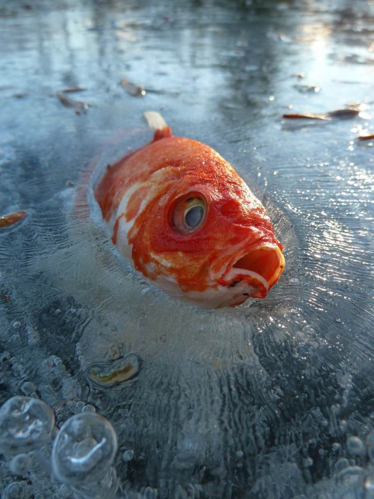 Прикольные рыбки