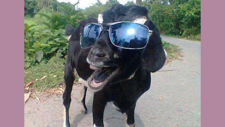 Овца в очках