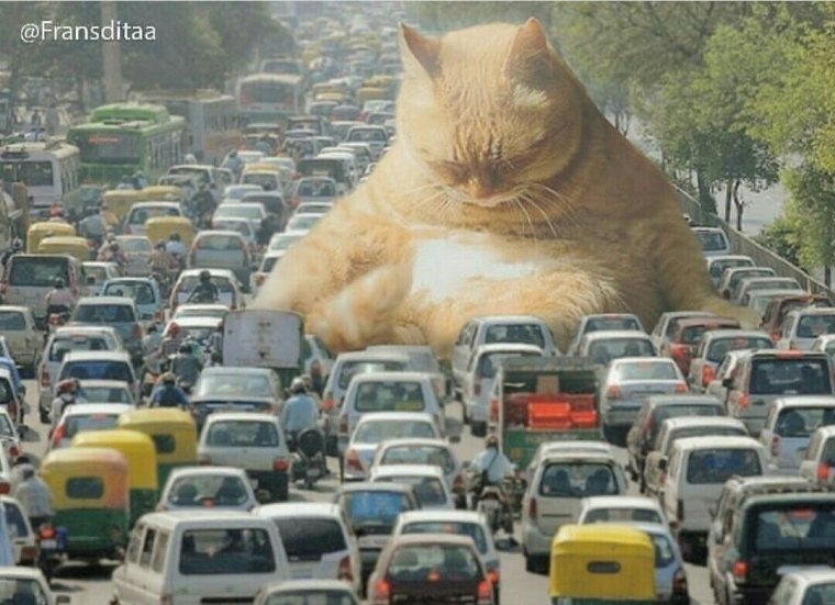 Франсдита Муафидин коты