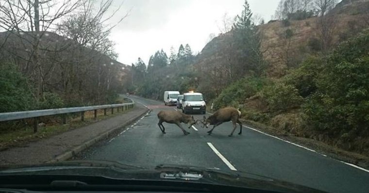 Олень на дороге прикол