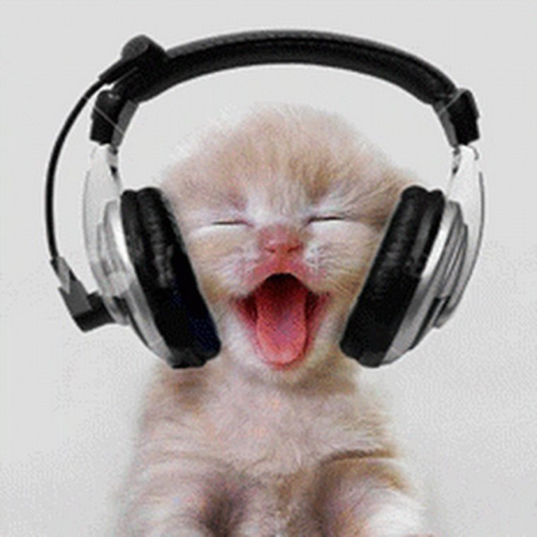 Кот в наушниках
