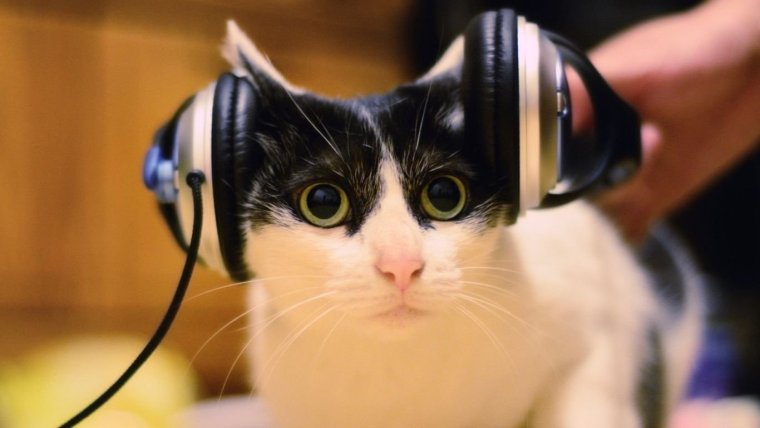 Коты с наушниками